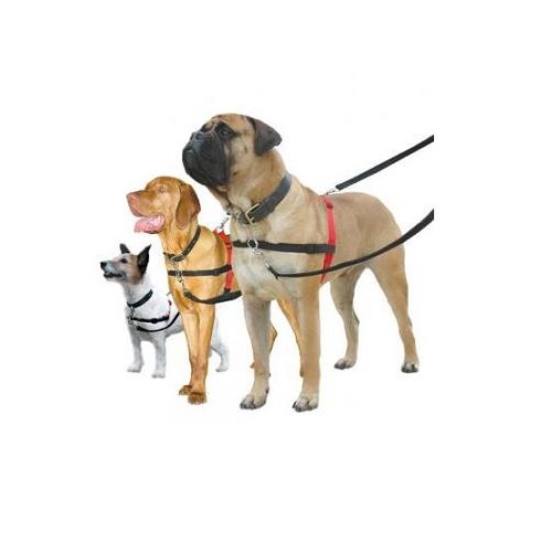 Halti dog lead deals