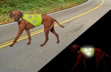 Safety Dog