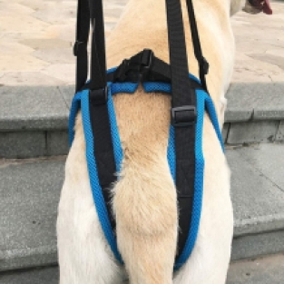 Dog Support Harness