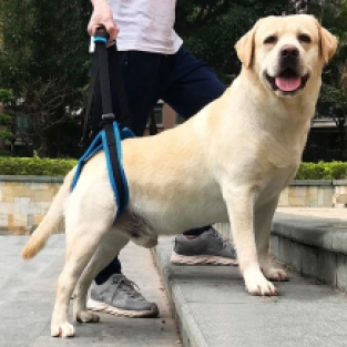 Dog Support Harness