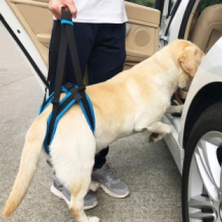 Dog Support Harness